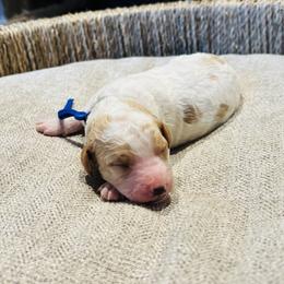 Little Foot - Red and white male Cockapoo puppy in Kingfisher, Oklahoma from Perdue Puppies
