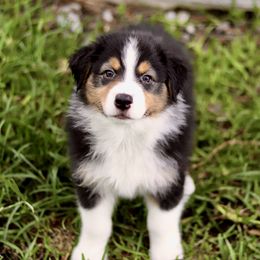 Australian Shepherd Puppies from Underworld Australian Shepherds