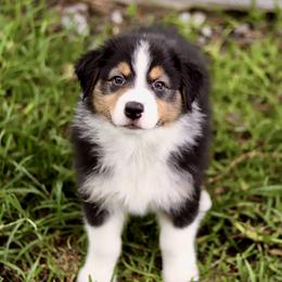 Australian Shepherd Puppies from Underworld Australian Shepherds