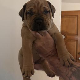 Blue collar male - Red male Boerboel puppy in Rockford, Illinois from Adoraboerboels