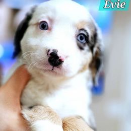 Evie - Blue merle female Miniature Australian Shepherd puppy in Punta Gorda, Florida from Christie's Creekside Aussies