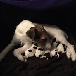Jack Russell Terrier Puppies from Gem Dandy Jack Russell Terriers