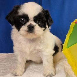 Stella (Blanche) - Black and white female Shih Tzu puppy in Brighton, Missouri from Morningstar's Shih Tzu