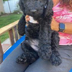 Double Doodle Puppies from Goldendoodle Labradoodle MIX !!!