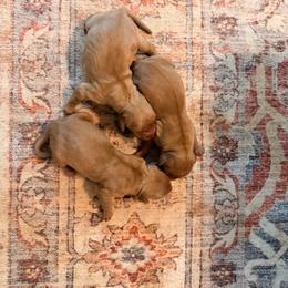 Hot Pink Girl - Golden female Golden Retriever puppy in Covington, Louisiana from MyKy Puppies