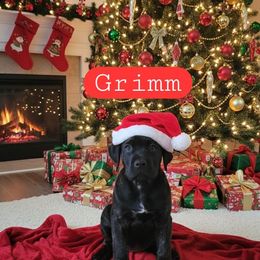 Grimm - Chestnut brindle male Cane Corso puppy in Hampstead, New Hampshire from Durgin Hollow