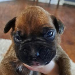 Black - Fawn male Boxer puppy in Franklin, Georgia from Lakeside Kennels of Franklin