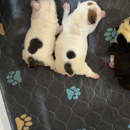 Girl 1 - Fawn and white female Bulldog puppy in Hanceville, Alabama from Pitts Kennel