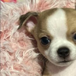 Chihuahuas from Birds by Beckie Chihuahua