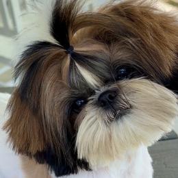 Shih Tzus from HonorRae Shih Tzu