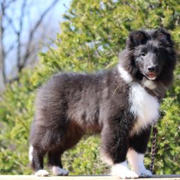 Shetland Sheepdog Puppies from Alinost
