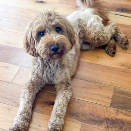 Navy - Goldendoodle