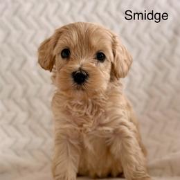 Smidge - Apricot male Australian Labradoodle puppy in Londonderry, New Hampshire from Granite State Labradoodles