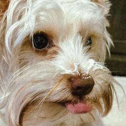 Yorkshire Terriers from Peach State Yorkies