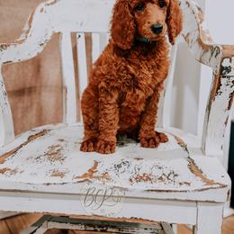 Poodle Puppies from Bridge City Poodles