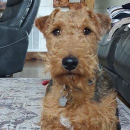 Gus - Welsh Terrier