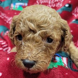 Bear - Apricot male Goldendoodle puppy in Milwaukwe, Wisconsin from Wisconsin Doodles