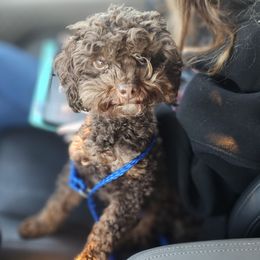 Moana - Bernedoodle