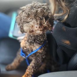 Moana - Bernedoodle