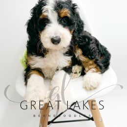 Wren - Tri-color female Bernedoodle puppy in Baroda, Michigan from Great Lakes Bernedoodles