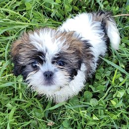 Shih Tzus from Lilli's Shih Tzus