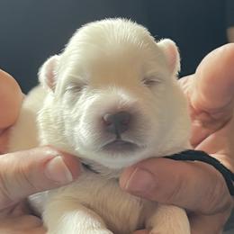 Boy 2 - male Japanese Spitz puppy in Pickerington, Ohio from Mika Japanese Spitz