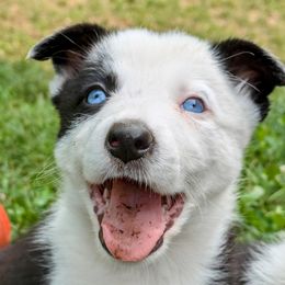 Jett - Border Collie puppy from Thundering Paws Farm