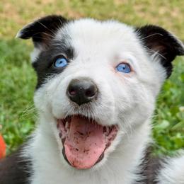 Jett - Border Collie puppy from Thundering Paws Farm