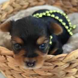 Phoebe - Blue and gold female Yorkshire Terrier puppy in Los Angeles, California from 818 Yorkies