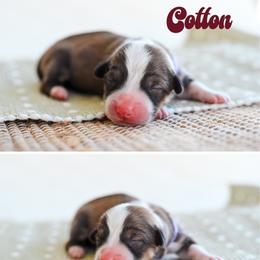 Cotton Candy - Sable female Pembroke Welsh Corgi puppy in Mona, Utah from Sorensen Corgis