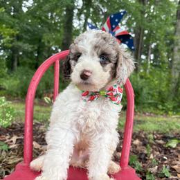Crinkle - Parti male Goldendoodle puppy in Camden, North Carolina from Oopsie Doodles of NC
