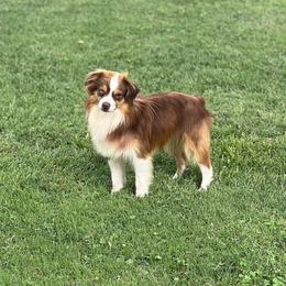 Hef - Toy Australian Shepherd
