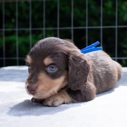 Beau - Chocolate and cream male Dachshund puppy in Excel, Alabama from CJ’s Little Palace