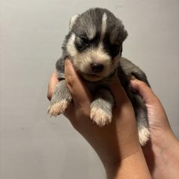 Boy 4 - Black tan and white male Siberian Husky puppy in Pelham, Alabama from Tails & Belles Dog Breeding