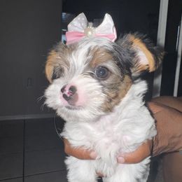 Sissy - Parti female Yorkshire Terrier puppy in Phoenix, Arizona from Xclusive Petz