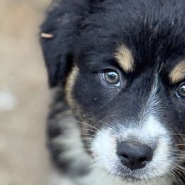 Australian Shepherds from Folsom’s Wigglebutts