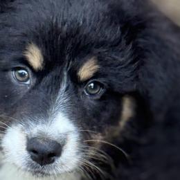 Australian Shepherds from Folsom’s Wigglebutts