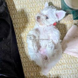 AKC red collar - White female Miniature Schnauzer puppy in Greencastle, Indiana from Tiny Tushy Lodge