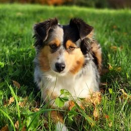 Indy - Miniature Australian Shepherd
