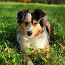 Indy - Miniature Australian Shepherd