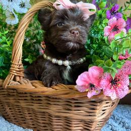 Coco Chanel - Chocolate and tan female Yorkshire Terrier puppy in Howe, Oklahoma from Ray Holder