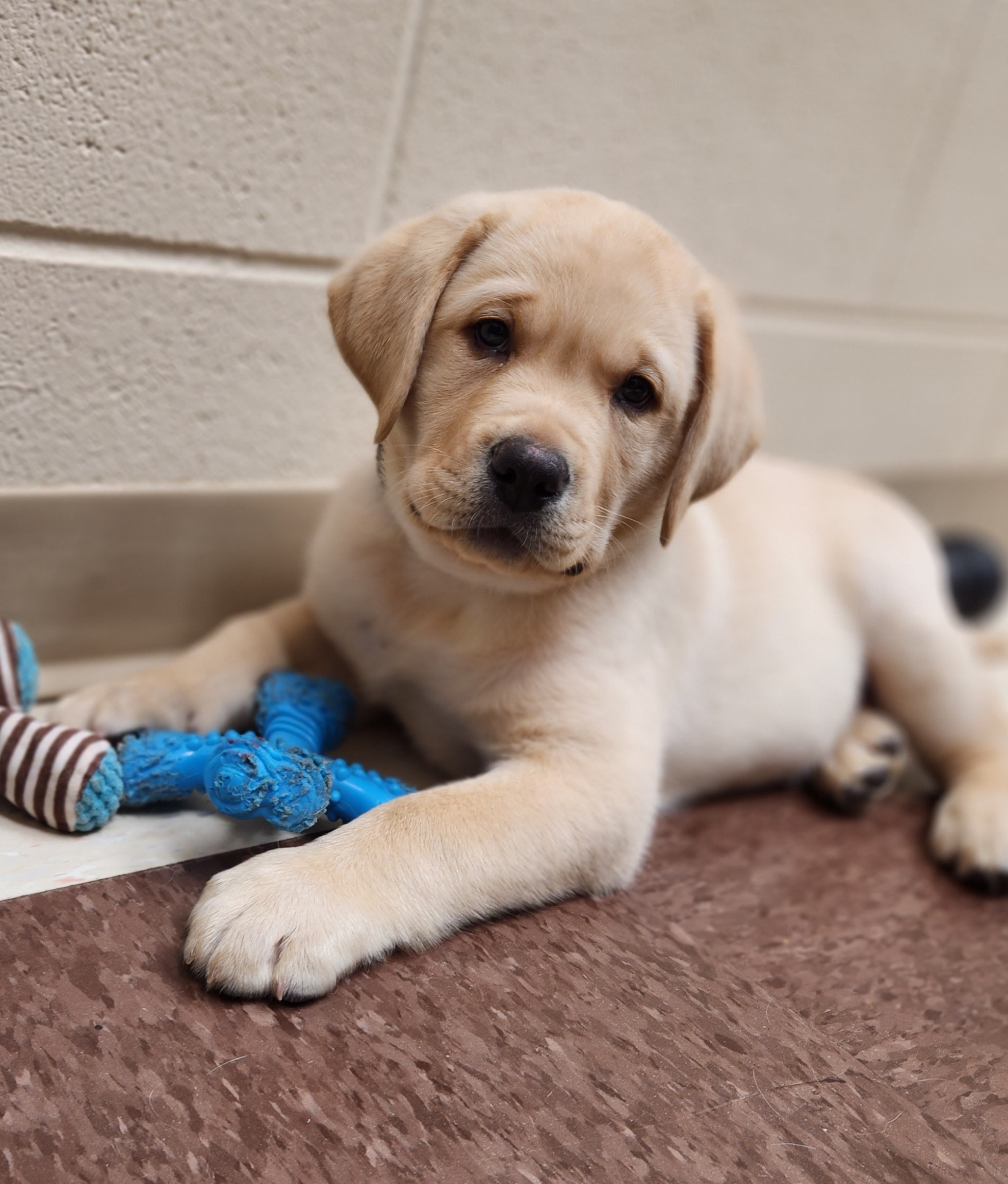 Labrador Retriever Puppies from Shooting Star Labs