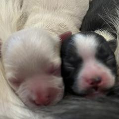 Mi-Ki puppies from Phantastic Mi-kis