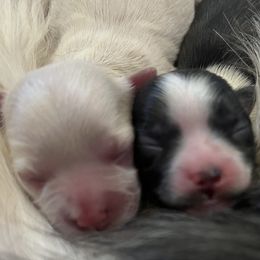 Mi-Ki puppies from Phantastic Mi-kis