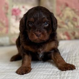 Junie B Jones - Chocolate female Cavapoo puppy in Beckley, West Virginia from By Design Doodles