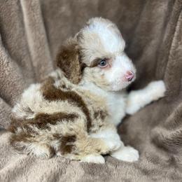 Boy 1 - Red merle male Aussiedoodle puppy in Alabama from SBA Aussies