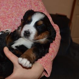 Bernese Mountain Dog Puppies from Knight Bernese
