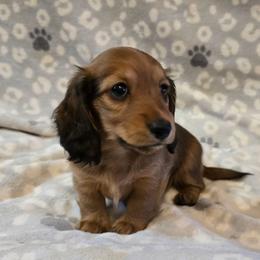 Ariel 2,800 - Red female Dachshund puppy in Tonopah, Arizona from Desert Diamond Dachshunds