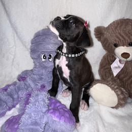 Elle - Brindle female Boxer puppy in Garland, North Carolina from Magen's Boxers