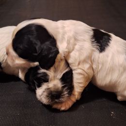 Boy 1 - Blue roan and tan male Cocker Spaniel puppy in Sparta, Georgia from Mekas Cocker Spaniel